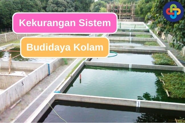 5 Kekurangan Kolam dalam Aktivitas Budidaya Ikan